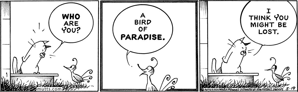 May 19 2020, Daily Comic Strip